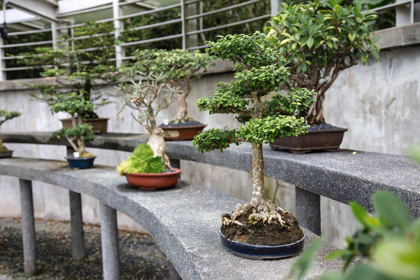 Bonsai styles japan travel by