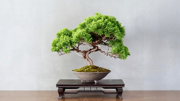 Bonsai royalty