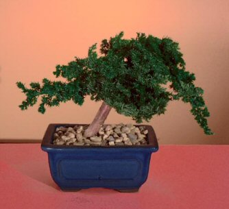 Preserved juniper bonsai tree