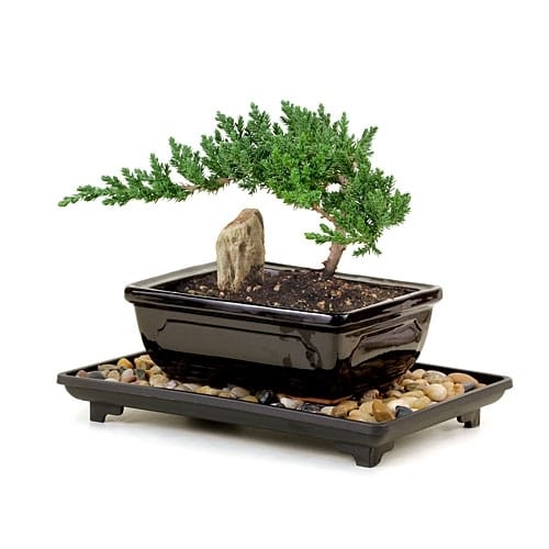 Bonsai
