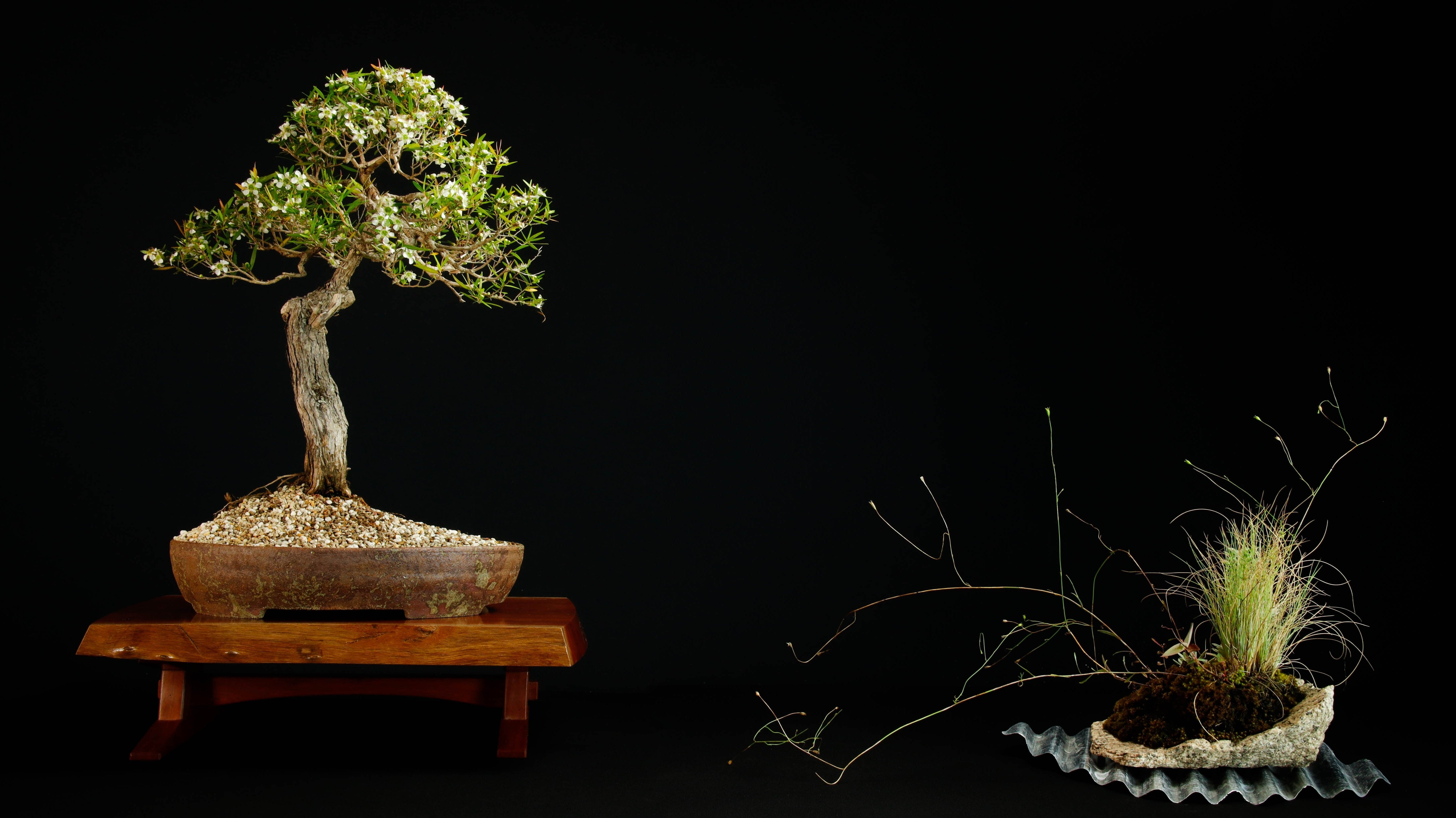 The ultimate guide on bonsai display stand out in the show â bonsai