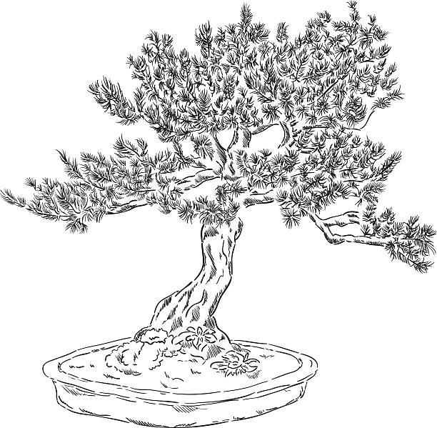 Bonsai tree silhouette pictures stock illustrations royalty