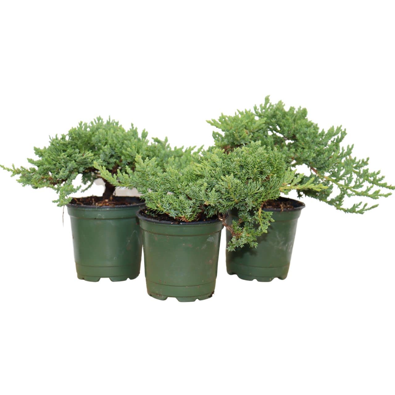 Windswept juniper bonsai trees