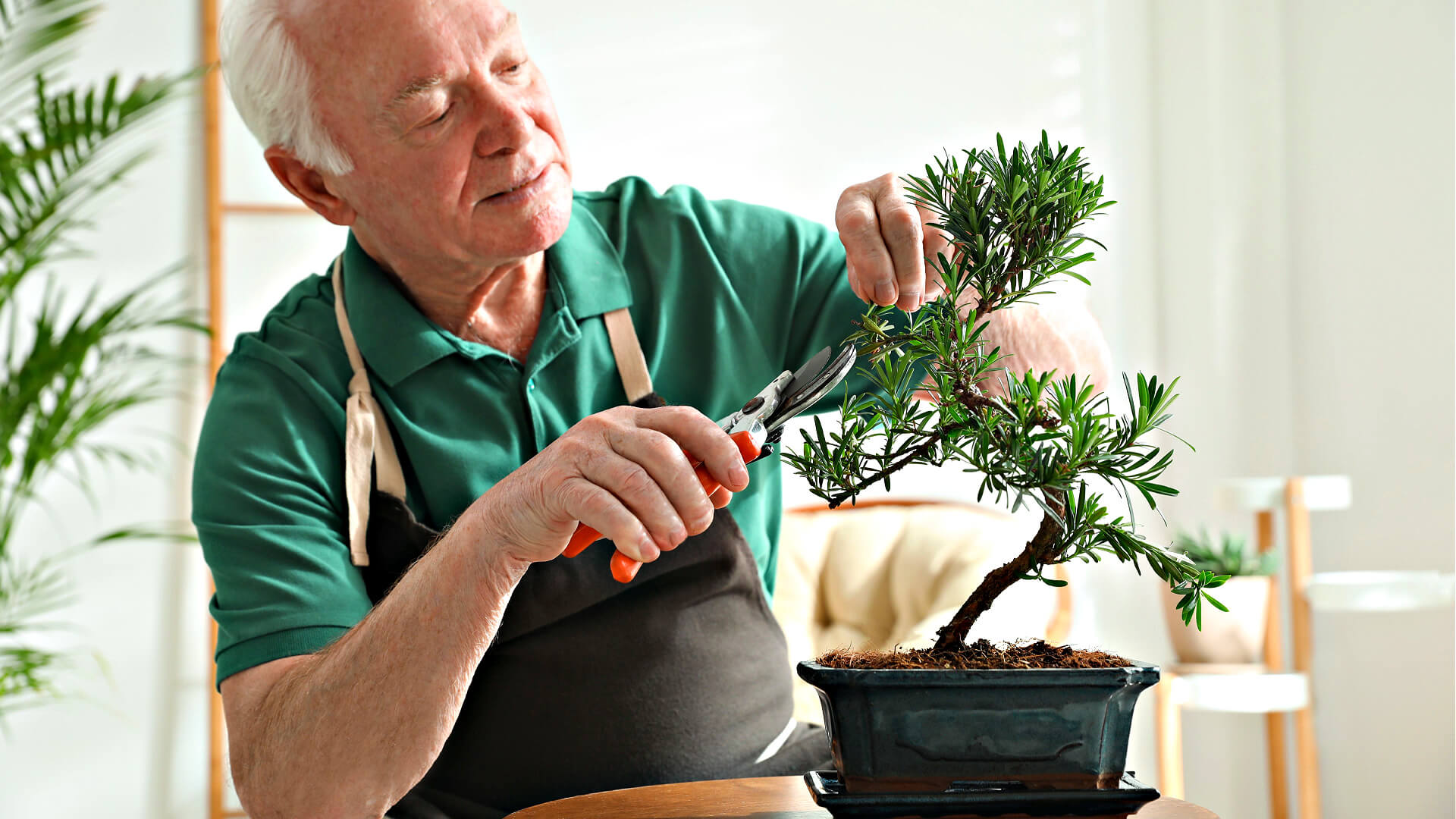 The art of bonsai a step