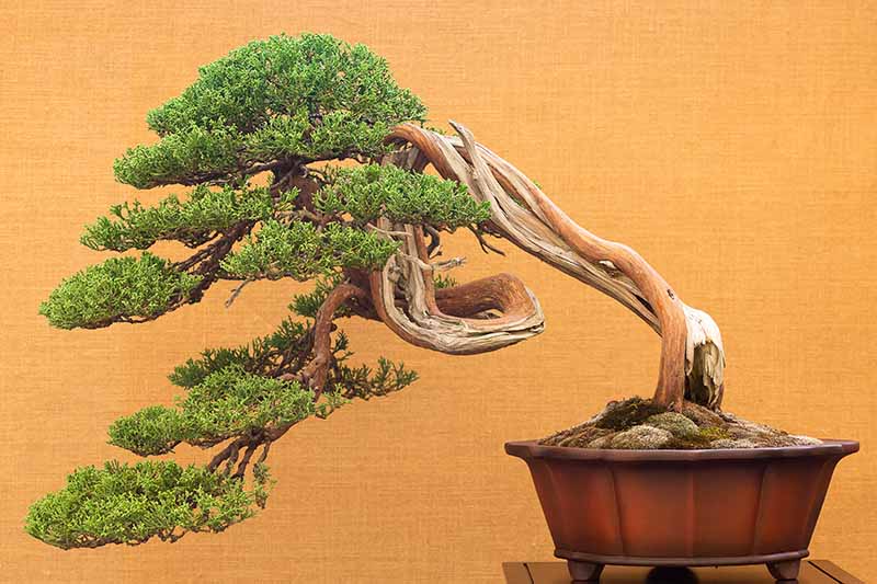 Introduction to bonsai tips for beginners gardeners path