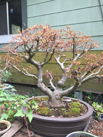 Bonsai gardening tips for the santa cruz mountains