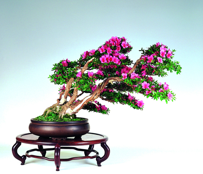 Bonsai bark promoting and expanding the bonsai universe page