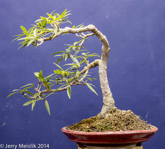 Willow leaf fig s blog