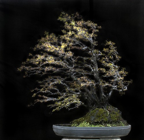 Windswept bonsai critique bonsai bark