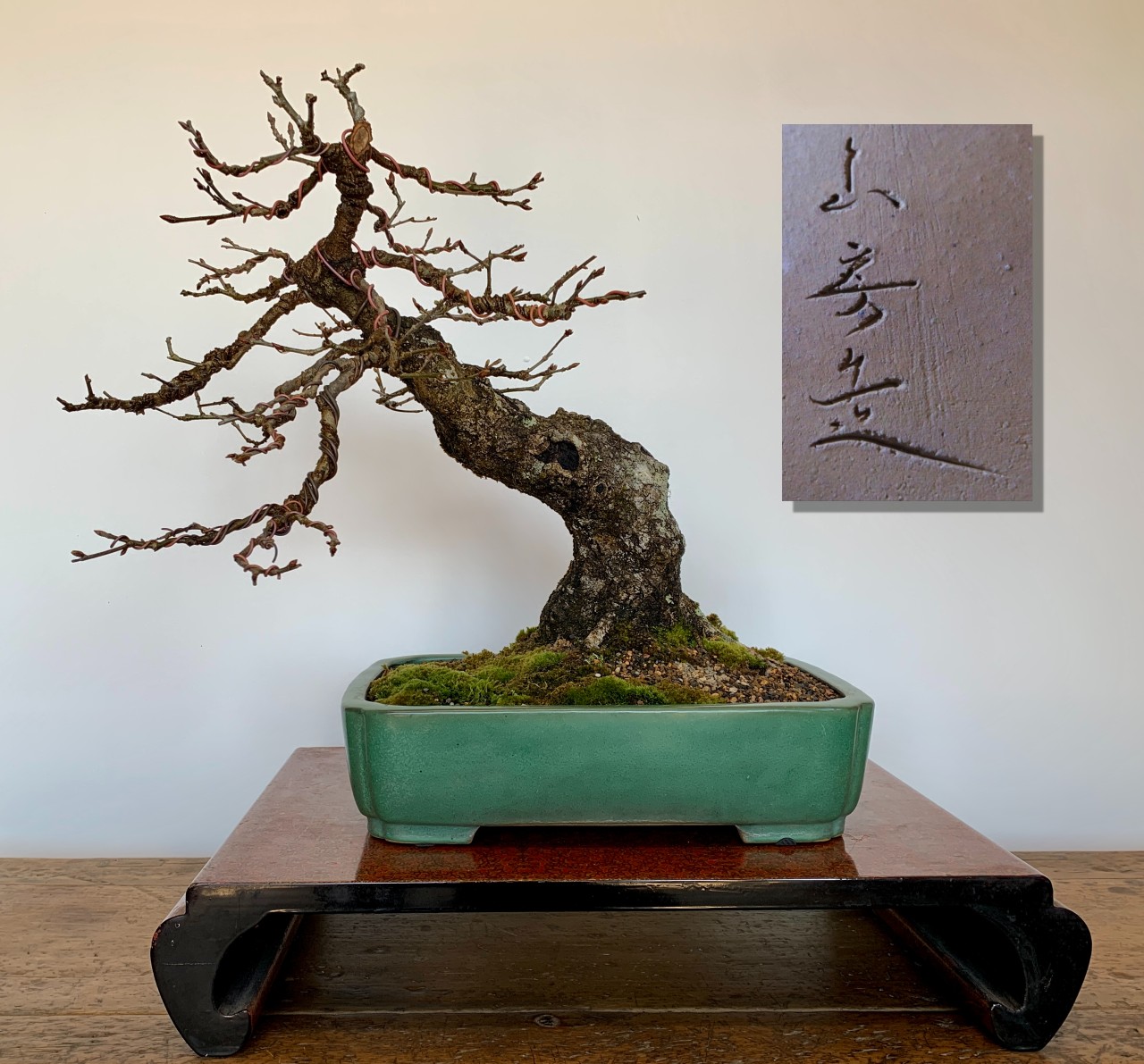 Australian bonsai