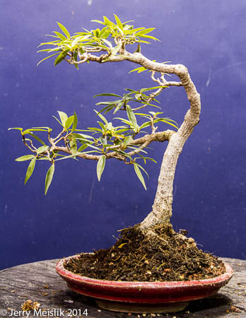 Willow leaf fig s blog