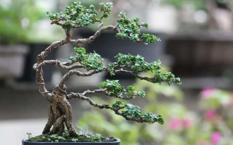 Windswept bonsai the art of shaping nature