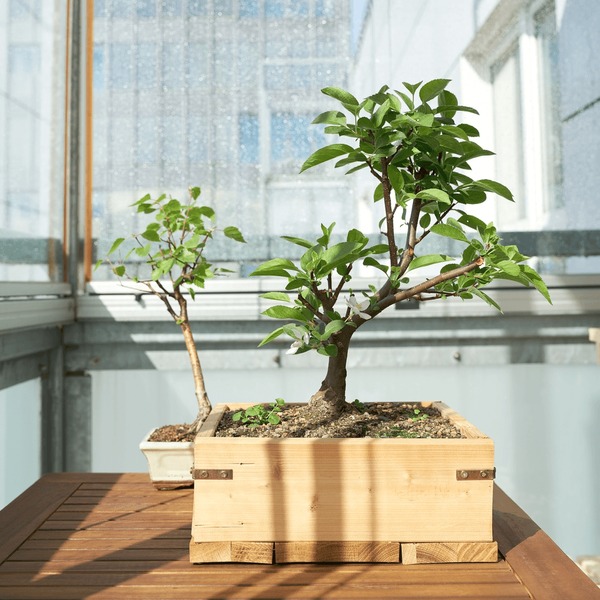 Bonsai on window royalty