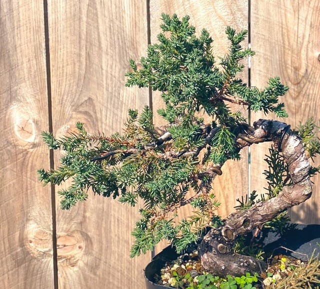 Procumbens nana windswept style finally in a pot after i styled it the last pic is from august ig akaienbonsai rbonsai