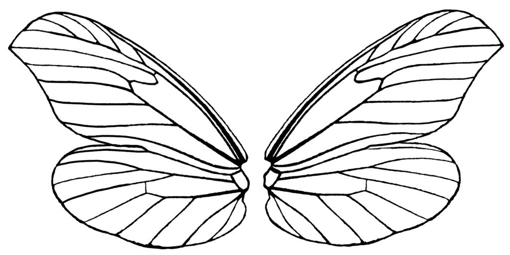 Butterfly wings