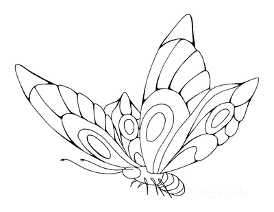Free butterfly coloring pages for kids adults