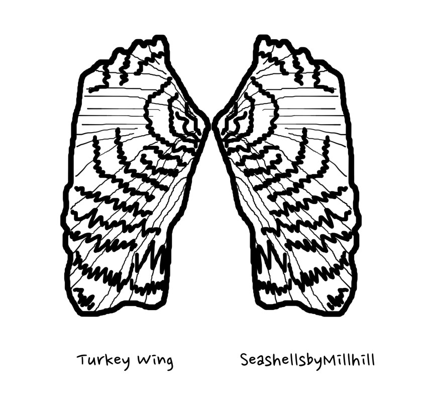 Seashells by millhillseashell coloring page turkey wing shell