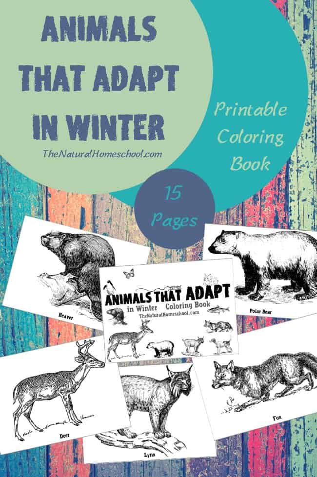 Animals that adapt in winter printable winter coloring pages