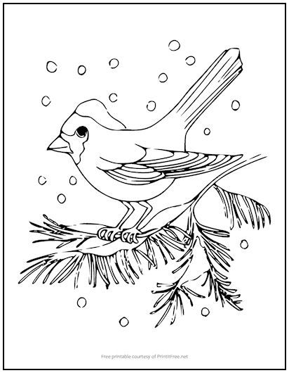 Snow bird coloring page bird coloring pages christmas coloring sheets coloring pages