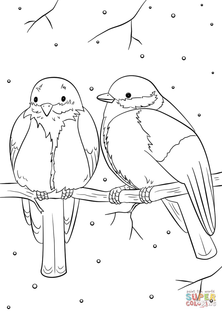 Bird coloring pages winter birds coloring page free printable coloring pages