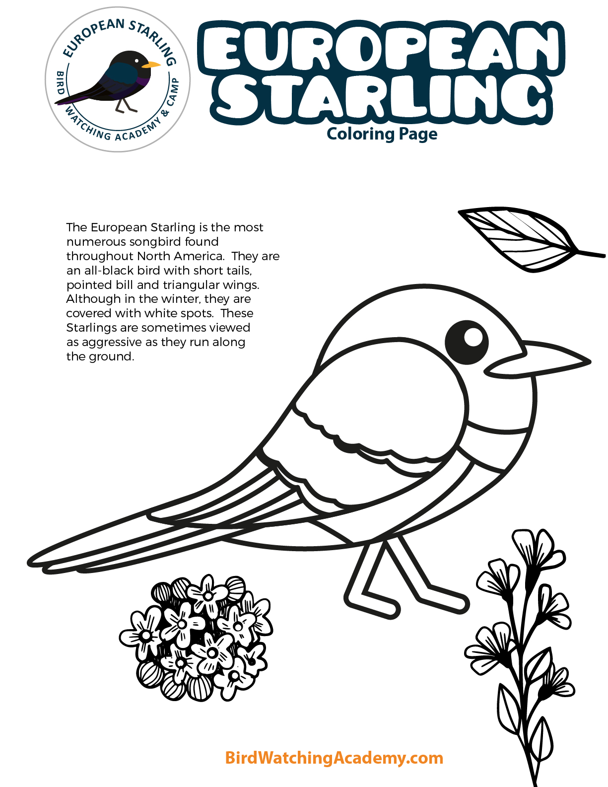 European starling coloring page
