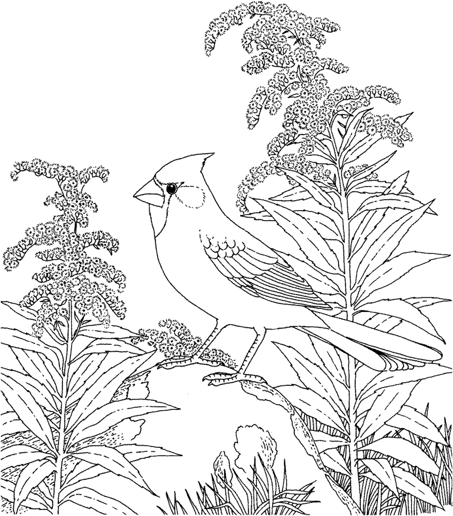 Coloring pages of backyard birds bird coloring pages coloring pages to print flower coloring pages