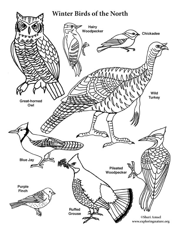 Winter birds of the north coloring page
