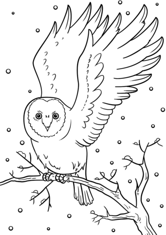 Winter owl coloring page free printable coloring pages