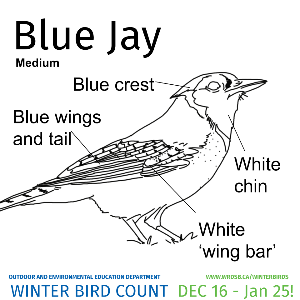 Winter bird colouring pages outdoor and environmental edution