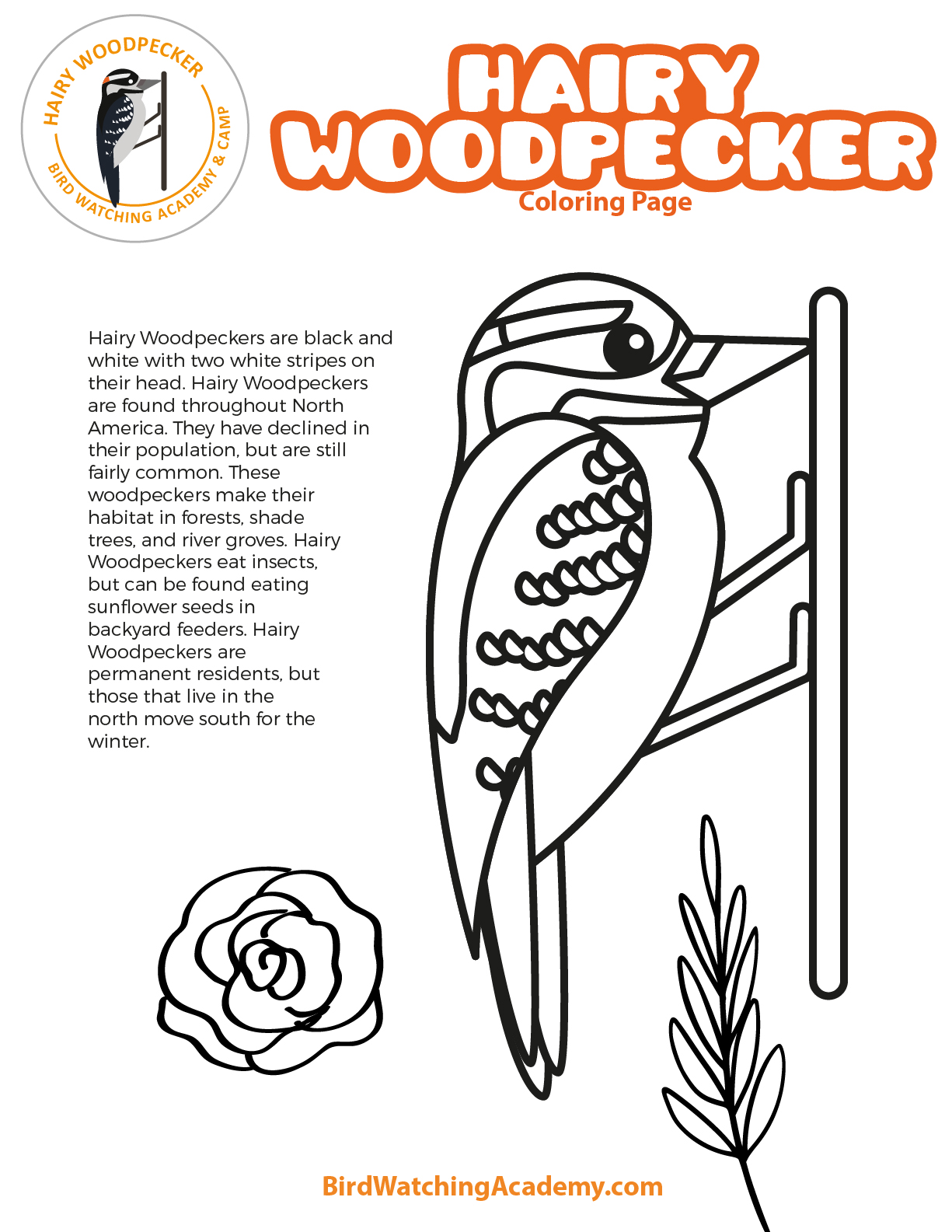 Hairy woodpecker coloring page