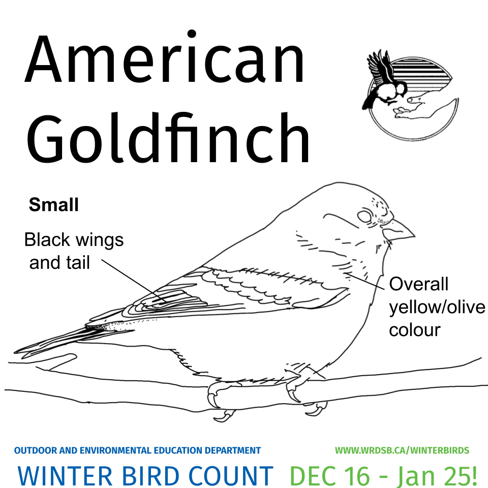 Winter bird colouring pages outdoor and environmental edution
