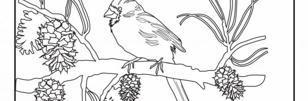 Winter cardinal coloring handout art sphere inc