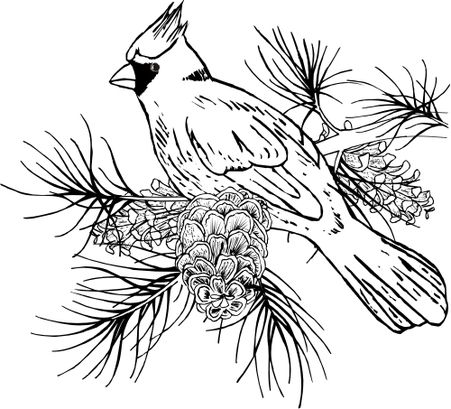 Cardinal on branch