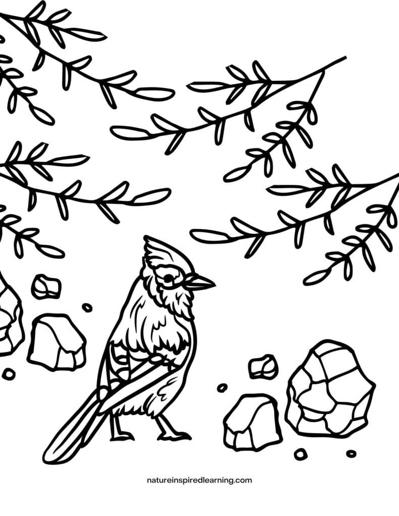 Free realistic bird coloring pages