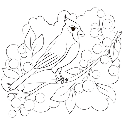 Cardinal coloring page free printable coloring pages