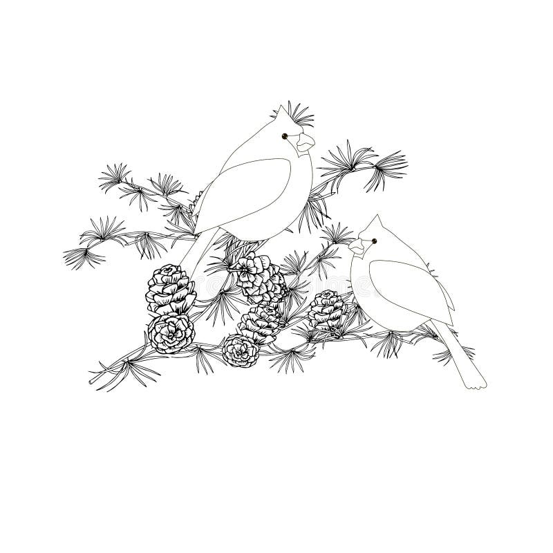 Cardinal coloring stock illustrations â cardinal coloring stock illustrations vectors clipart