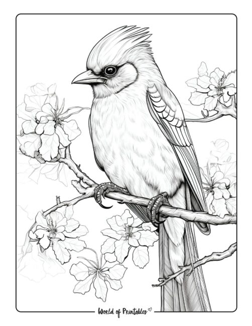 Bird coloring pages