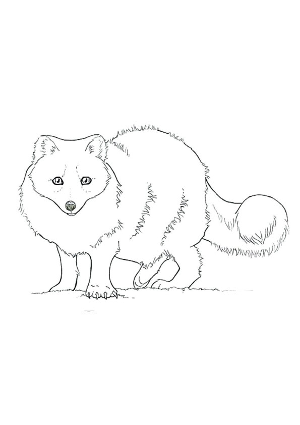 Coloring pages fox coloring pages