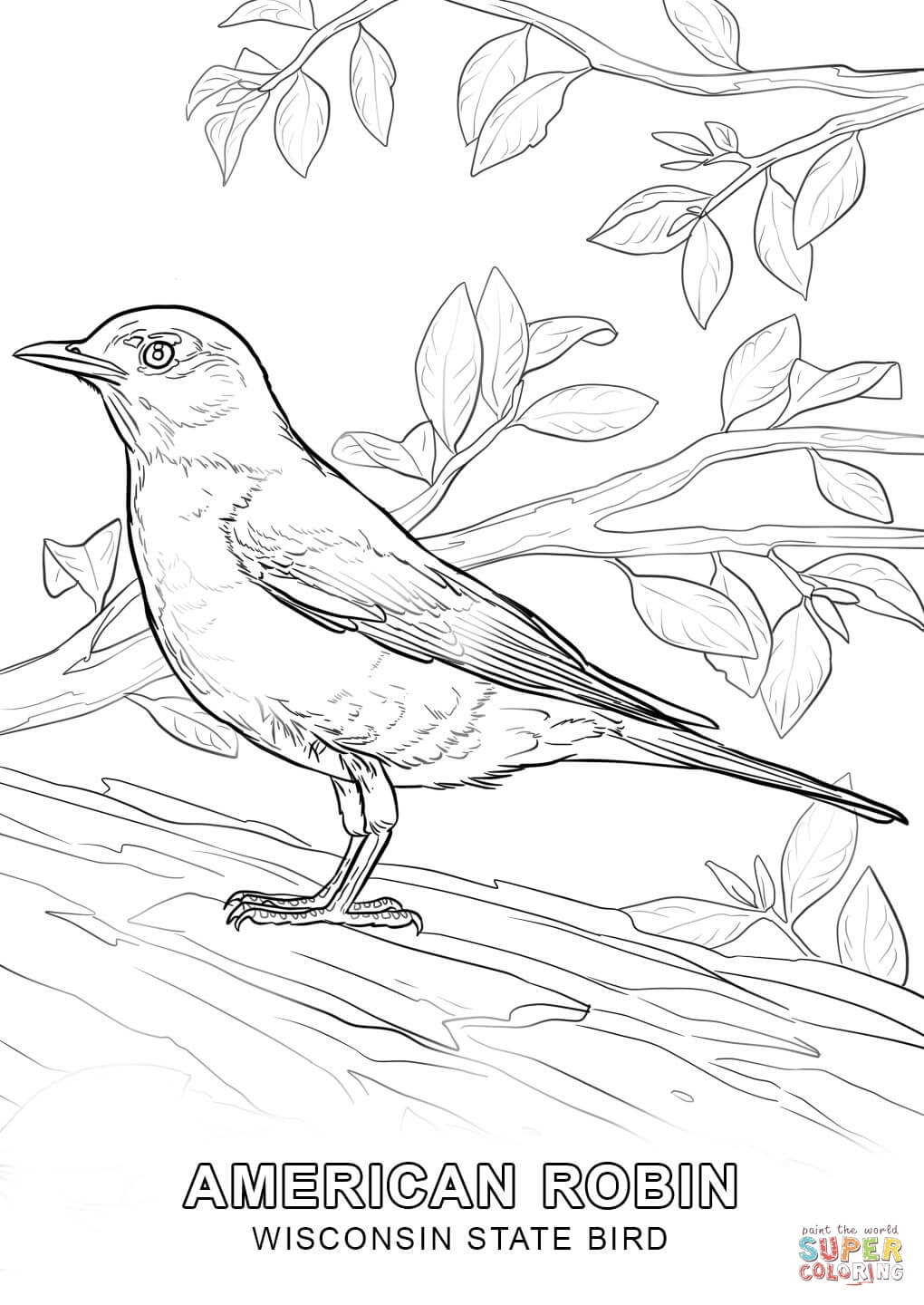 Wisconsin state bird coloring page free printable coloring pages