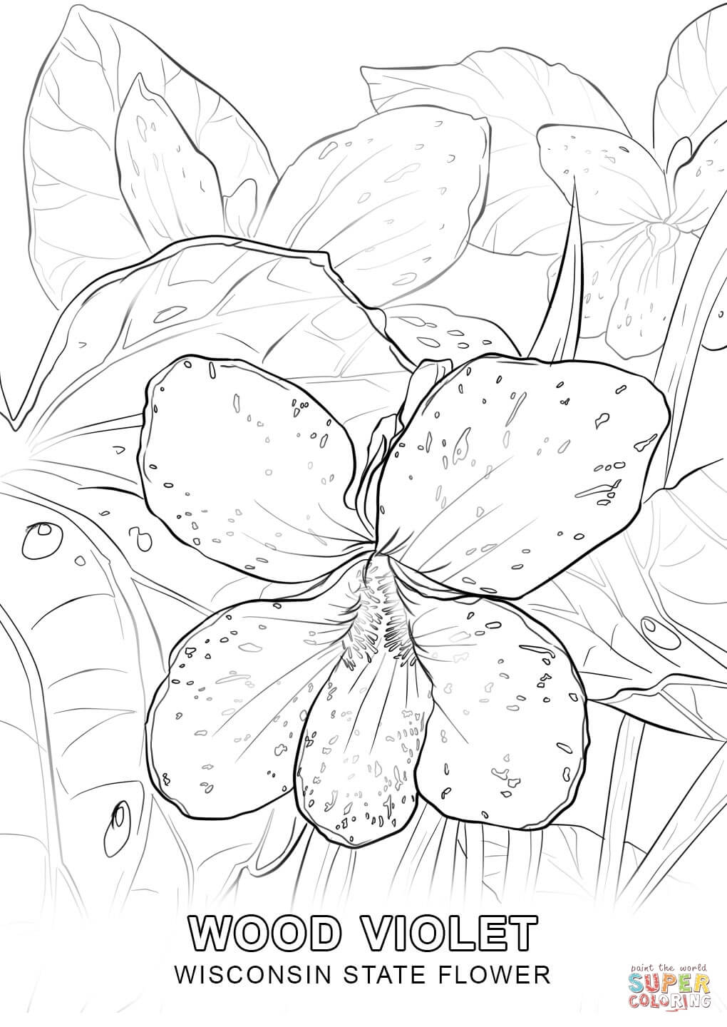 Wisconsin state flower coloring page free printable coloring pages
