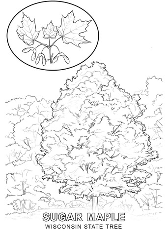 Wisconsin state tree coloring page free printable coloring pages