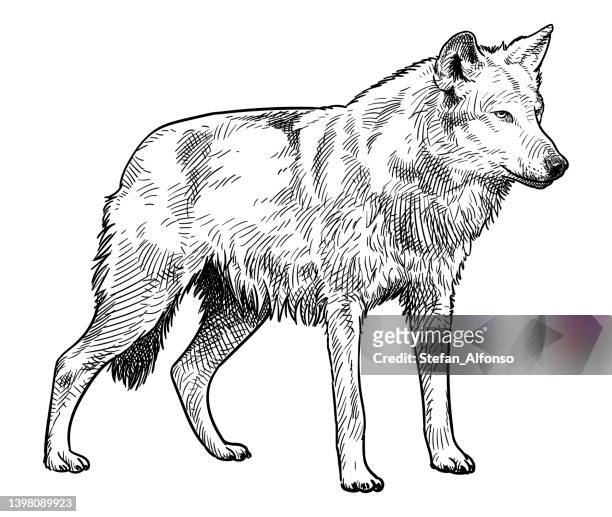 Wolf sketch stock photos high