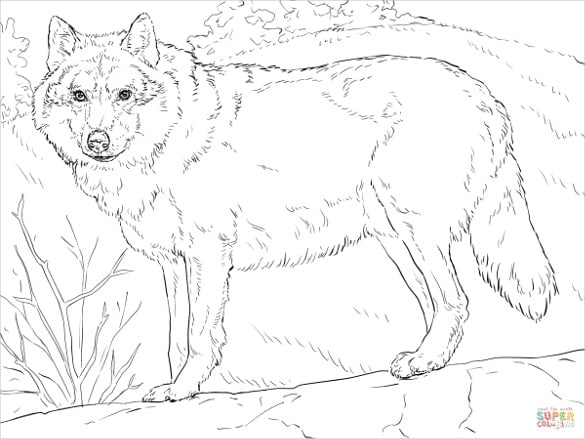 Wolf drawings