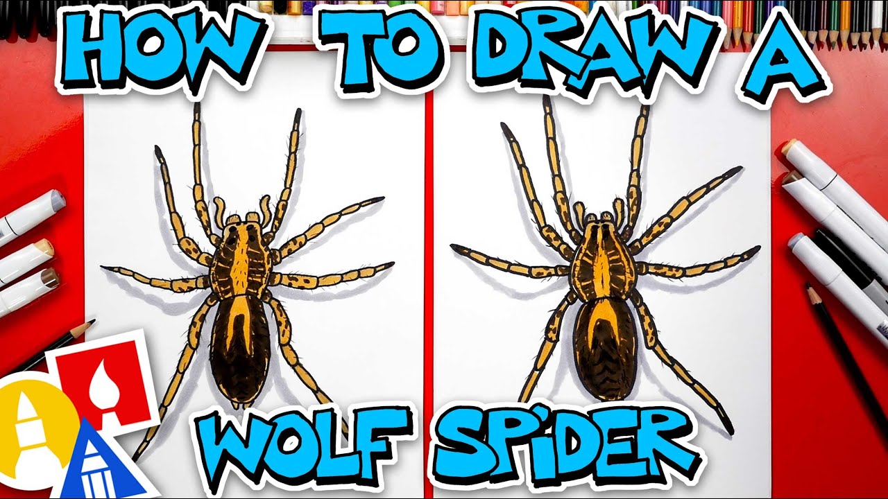 How to draw a wolf spider