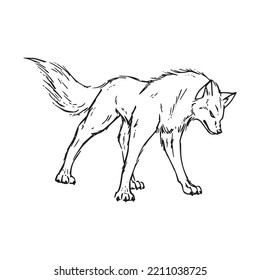 Realistic wolf images stock photos d objects vectors