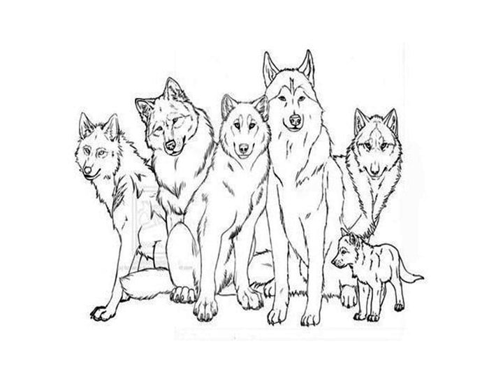 Wolf