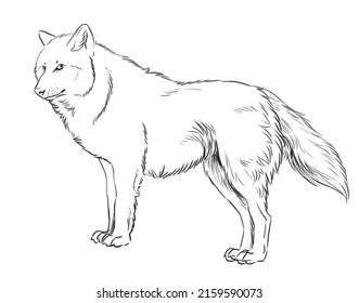 Wolf coloring page images stock photos d objects vectors