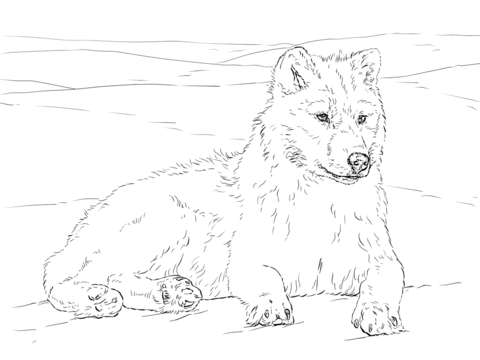 Arctic wolf coloring page free printable coloring pages