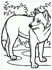 Wolf