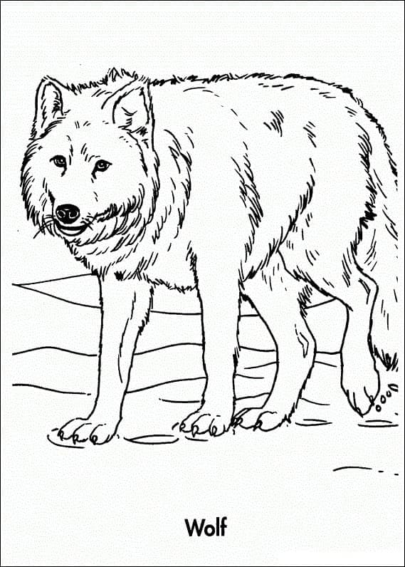 Wolf free coloring page